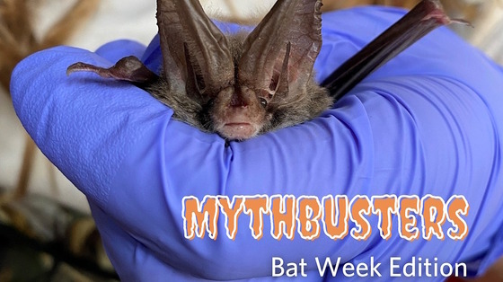 Screenshot of DNR "Mythbusters" about bats