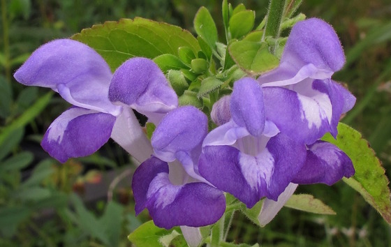 Ocmulgee skullcap (Alan Cressler)