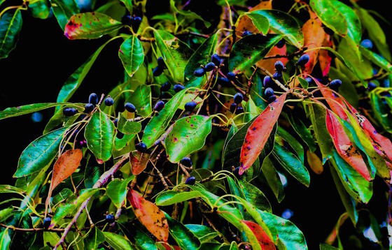 Black gum in Monroe County, Ga. (Terry W. Johnson)