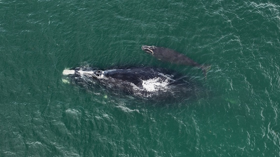 Right whale Juno (No. 1612) and calf off Sapelo Island in December 2023 (DNR/NOAA permit 26919)