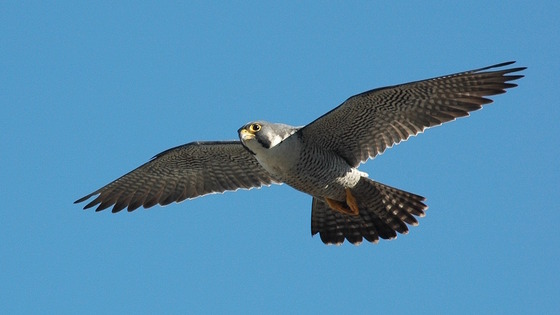 Peregrine falcon in Atlanta (DNR)