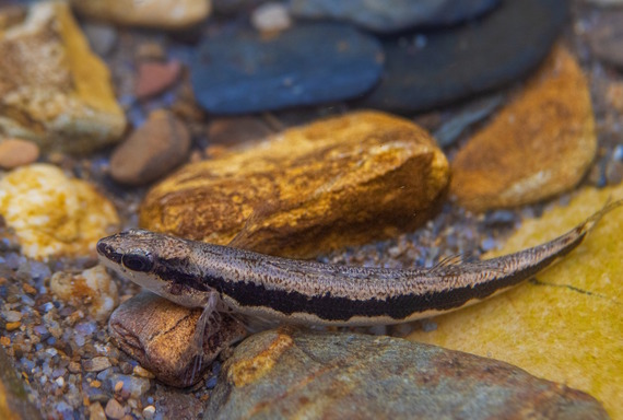 Bridled darter, one of 1,000-plus species of greatest conservation need in Georgia's draft 2025 Wildlife Action Plan (Guy Eroh)