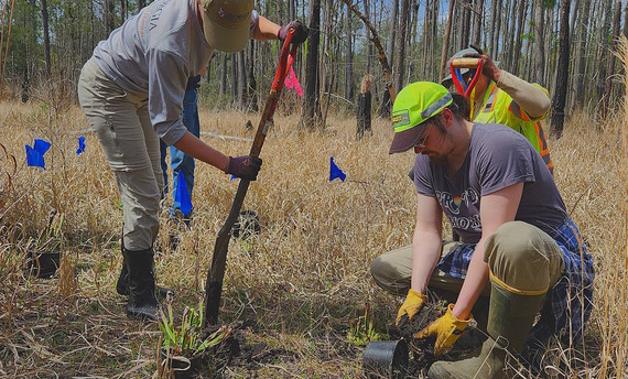 Outplanting rescued pitcherplants at Alapaha WMA (Lisa Kruse/DNR)