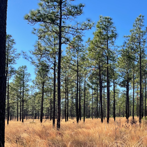 Mature longleaf pine stand