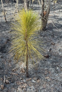 Longleaf pine in the rocket phase