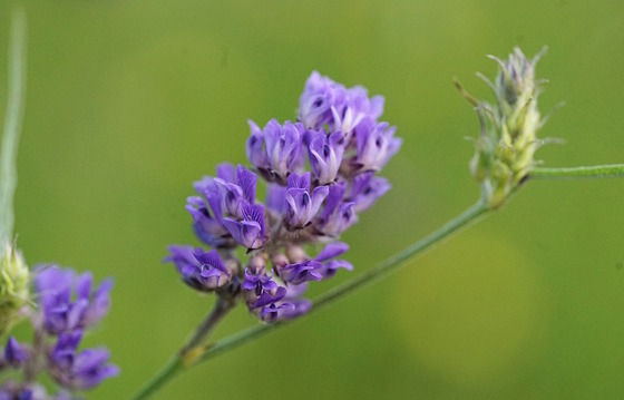 Purple blooms of pineland scurfpea against light green background