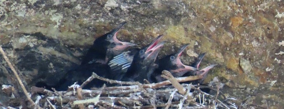 Four black and gray raven chicks with pink mouths open, begging for food, against gray/white/green rock face.