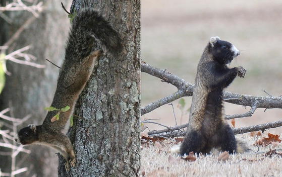 Two images, both of fox squirrels: one reddish and climbing down a gray tree trunk; the other black and gray in frosty white grass