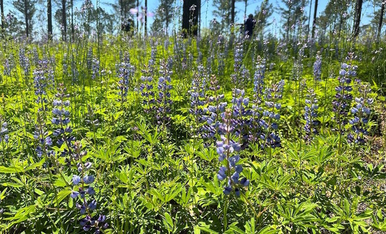 Purple blooms and green foliage of sundial lupine against a dark treeline