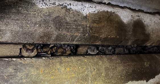 Brown-colored bats roosting in a thin, shadowy, gray/brown joint under a bridge
