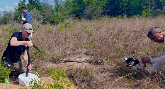DNR's Shan Cammack lefts a long, black indigo snake out of a white bag for release in tall, brown/green grass at a gopher tortoise burrow