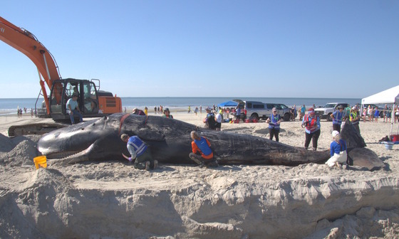 People in blue vests doing necropsy of large, gray whale on sandy beach with excavator, tents, trucks and onlookers in blue-sky background