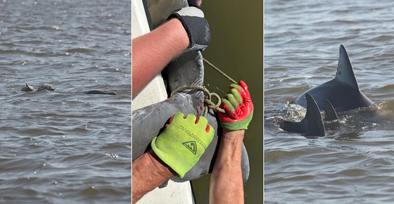 3 images in 1: L-R, dolphin head just above gray water; gloved hands taking olive rope off gray peduncle; three dolphin dorsal fins together
