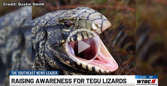 Screen shot from WTOC-TV showing image of black/gray/white tegu with pink mouth open and report title "Raising Awareness for Tegus" at bottomt bottom