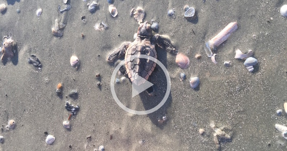 Loggerhead hatchling against a gray/pink/sand-colored beach with shells