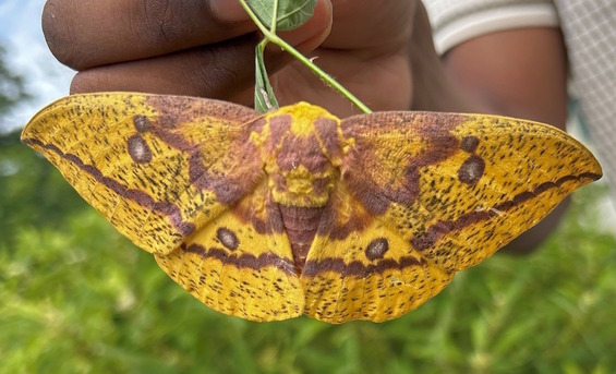 Large yellow and orange-ish moth with brown and rust blotches on its wings against a green background