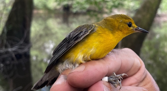 Yellow-gray warbler held in hand against background of gray-brown bottomland and river