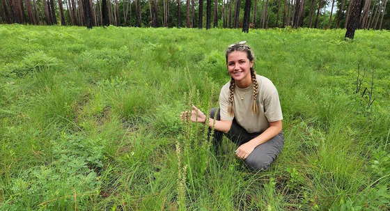 DNR staff person showing flowering chaffseed in swath of green groundcover against backdrop of brown/green pines