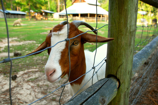 Goat at General Coffee State Park