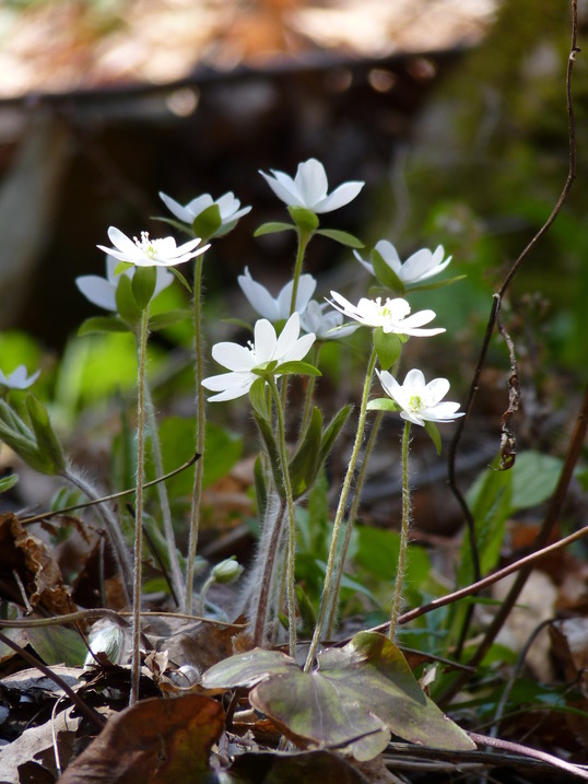 Hepatica Flowers