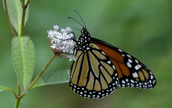 Orange, black and white monarch butterfly on pink blossom against green background