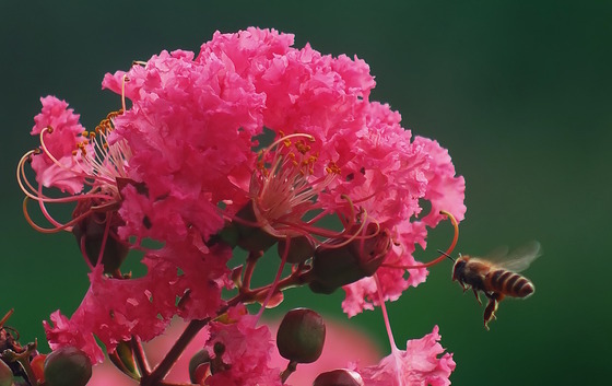 Brown bee at rose-colored crape myrtle blossom with green background
