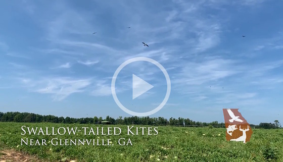 Screen shot of kites against blue sky over green field