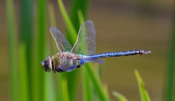 Thin, electric-blue dragonfly flying against green and brown background