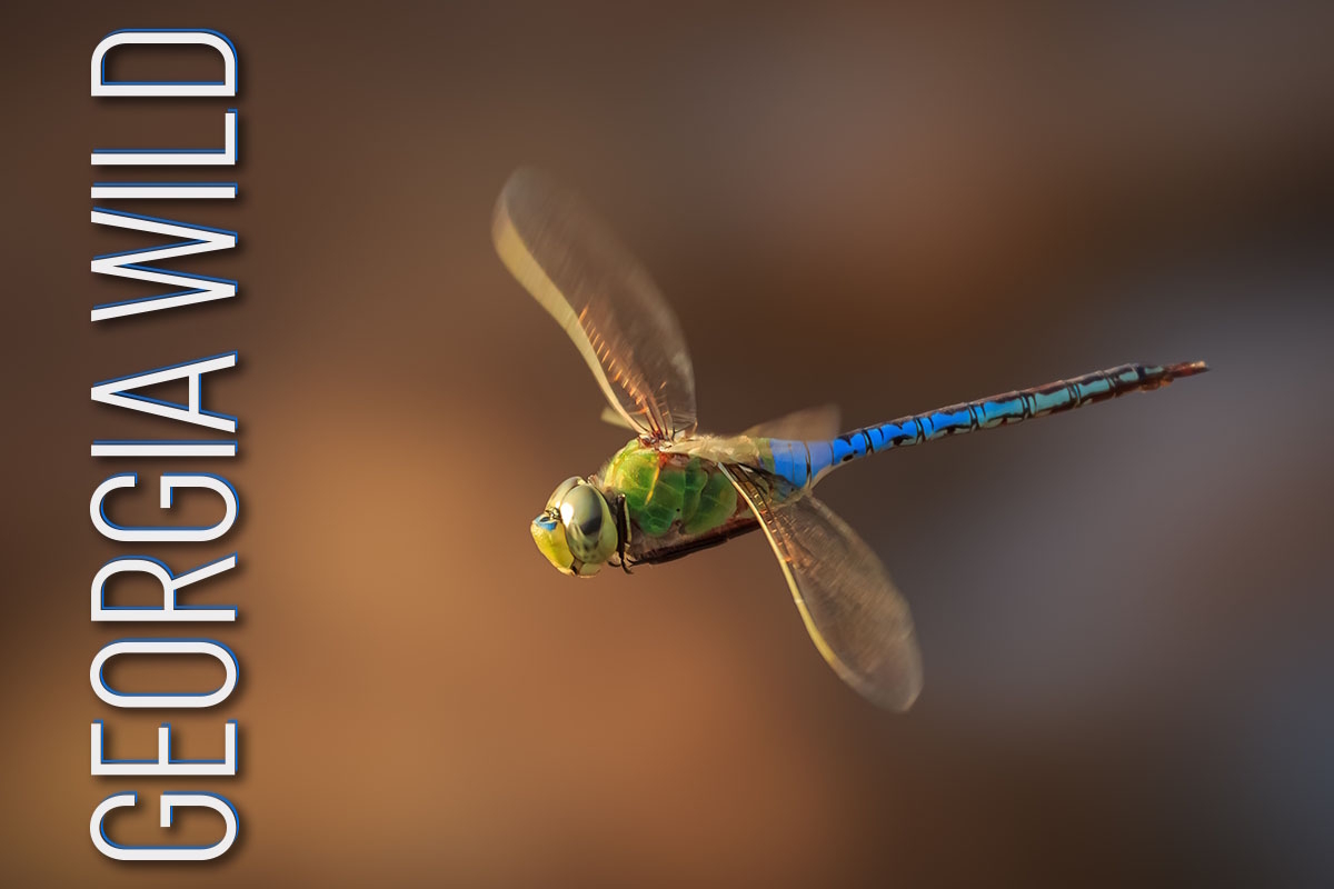 Enewsletter masthead image of green-and-blue dragonfly flying against a brown background