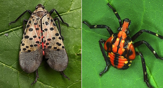 Two images, on left gray/tan adult lantern fly; on right, black, orange and yellow nymph; both on green leaves