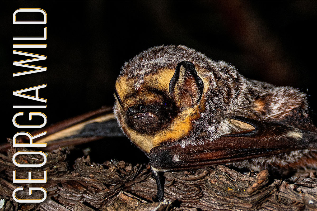 Georgia Wild masthead: black, brown and silver hoary bat on a brown limb against a dark background