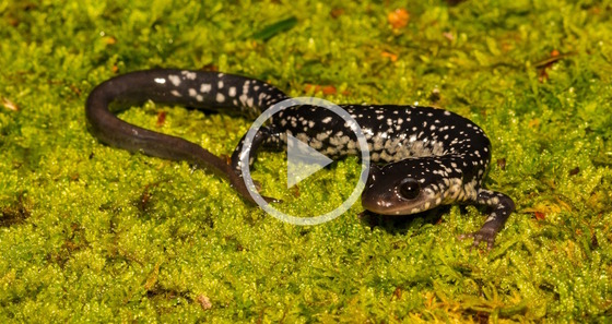 Black salamander with white spots on green moss