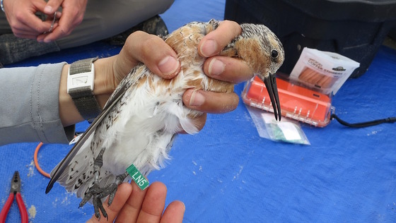 White/gray/rust-colored shorebird in hand as its fitted with a transmitter against a blue tarp background