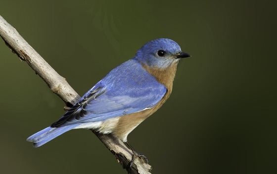 Bright blue-backed and -headed bluebird on tan limb against green/brown background