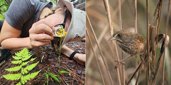 Left: Person in gray eyes a yellow orchid bloom; right, brown/gray sparrow perches on brown reeds