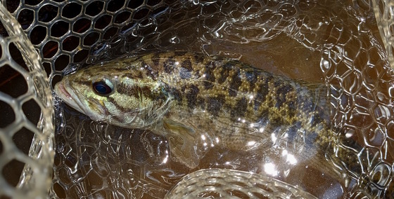Gold/black bass in light-splashed green/tea-colored water and a net of light-colored mesh
