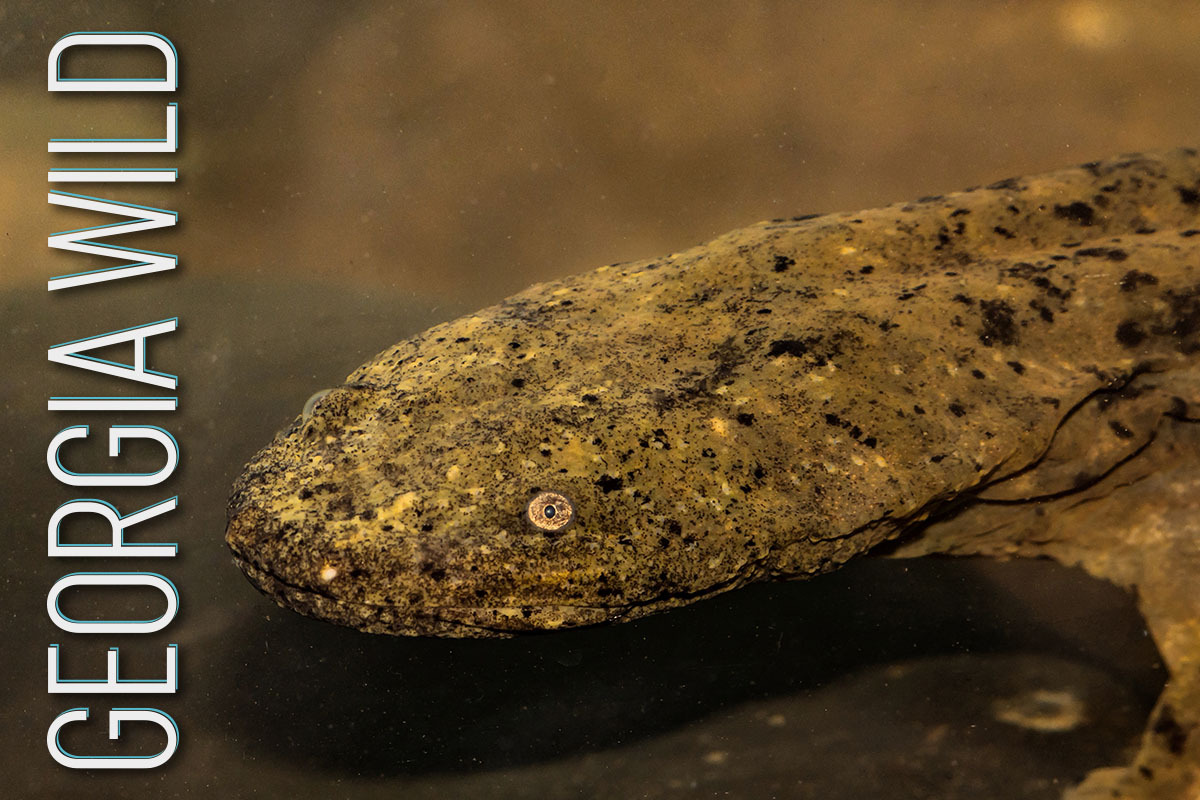 Georgia Wild masthead shows mottled brown/gray hellbender with golden eye against brown rocks background