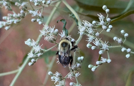 Black and yellow bee on white flowers against brown background