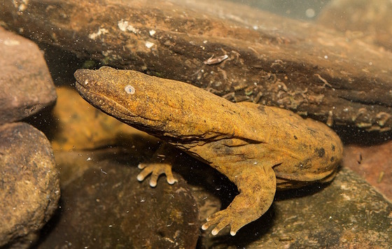 Tan/gray hellbender underwater against brown rocks