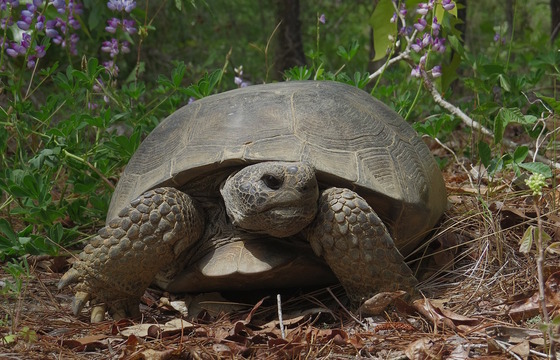 Gray gopher tortoise on brown leaf litter against backdrop of green plants
