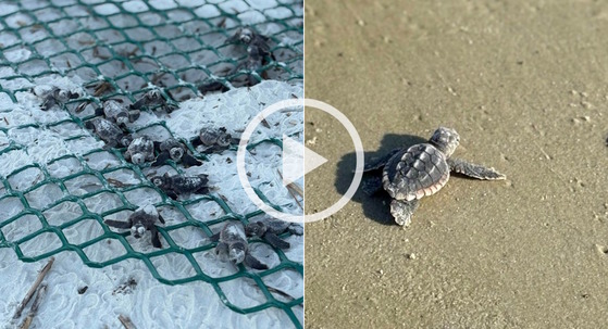 Two images, left is white sand with dark gray hatchlings pushing through green mesh; right is gray hatchling on tan beach
