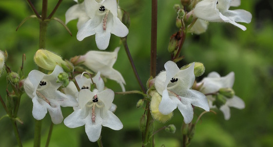 White blooms of many-flowered beard tongue against a green background