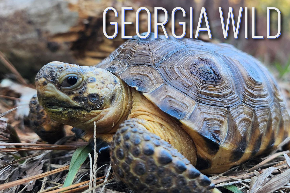 Georgia Wild masthead: closeup of gray/brown/orange gopher tortoise Pumpkin Spice against brown leaf litter (Berkeley Boone/DNR)