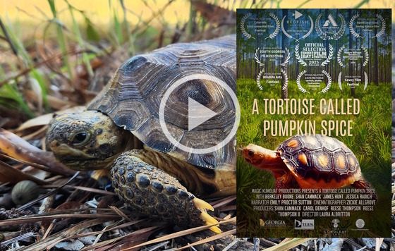 Young brown/gray turtle against brown/green background with image of film poster inset
