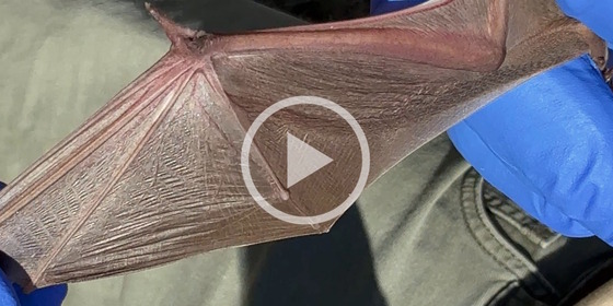 Gray/tan bat wing stretched out by blue-gloved hand