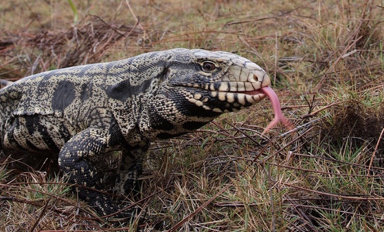 Gray/black/white tegu with pink tongue against brown forest