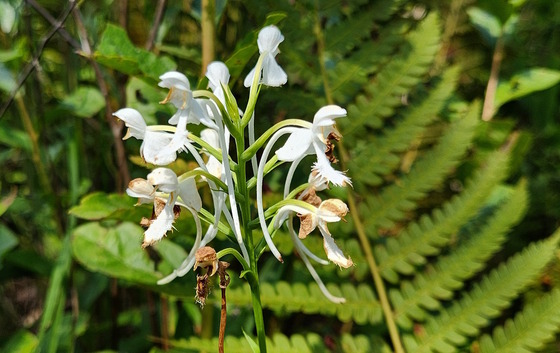 White orchid flowers against green plants and green/brown pine forest