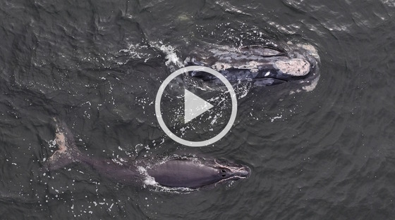 Aerial view of a gray/blue mom and calf right whale on dark blue ocean
