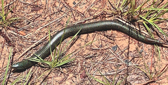 Long, slender shiny black/green/gray legless lizard on red-brown ground