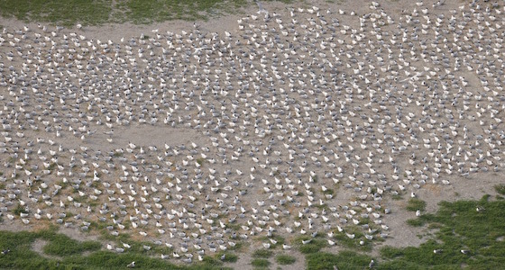 Aerial view of scores of white shorebirds nesting on gray/brown sand